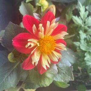 Meet your Posher, Renee